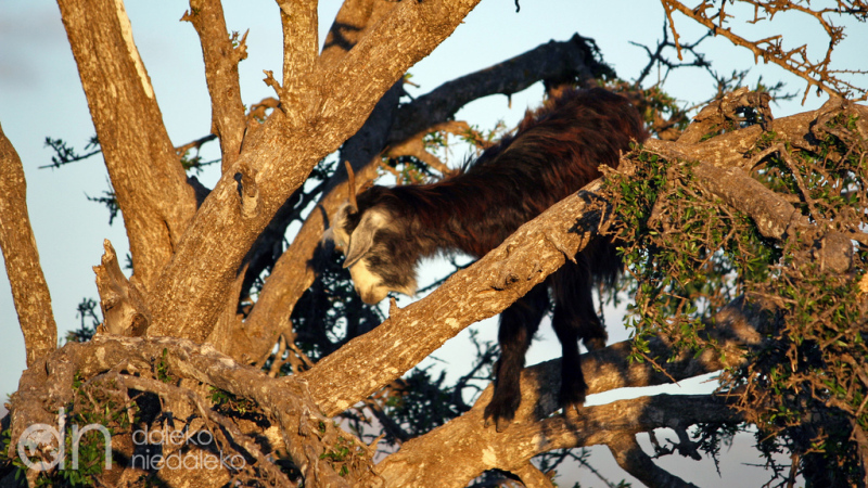 Koza na drzewie arganowym