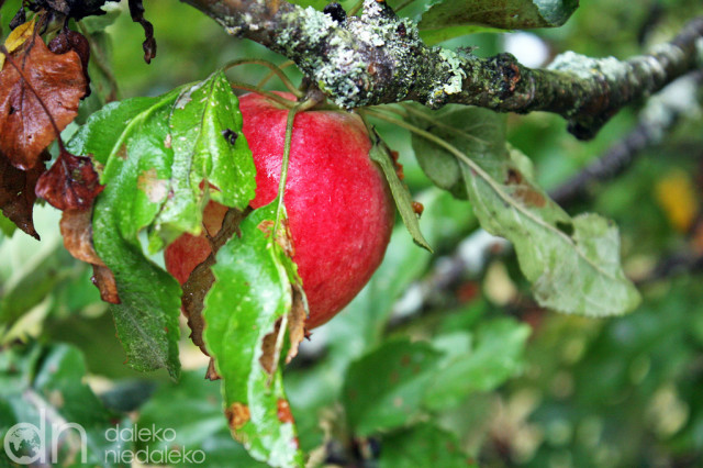Jabłonka w Kopaczi