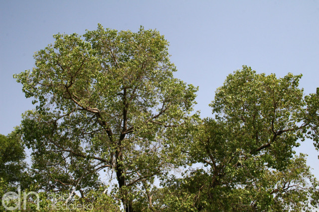 Drzewo figowe w Sarnath