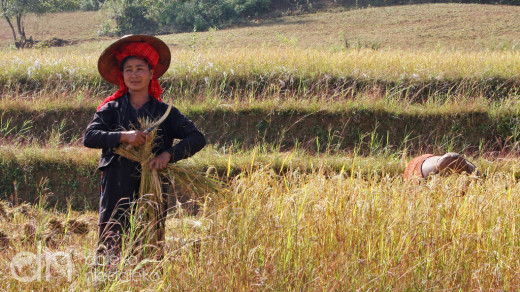 Kobieta z plemienia Pa-oh zbiera ryż