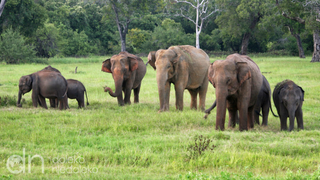 Słonie z Cejlonu