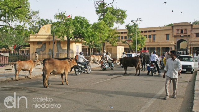 Krowy na drodze w Jaipurze