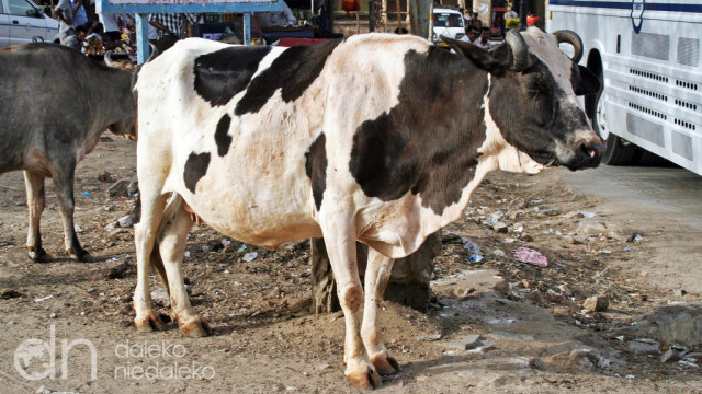 Krowa z Jaipuru