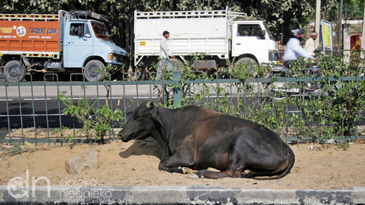 Krowa przy wylotówce z Delhi