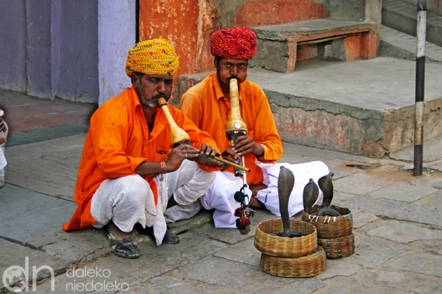 Jaipurscy zaklinacze węży