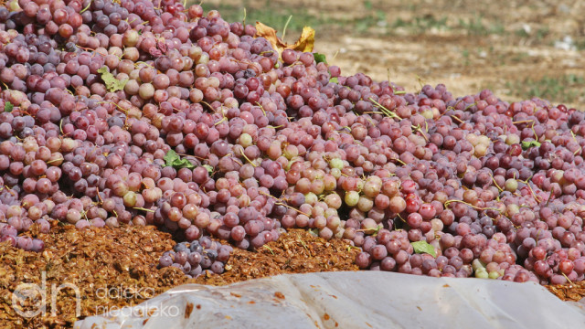 Bitwa na winogrona w Binissalem