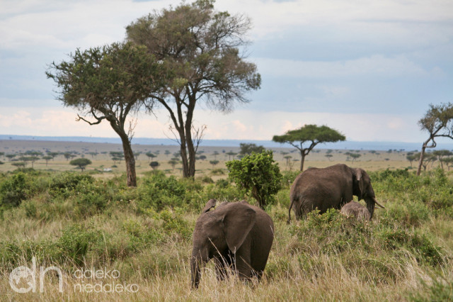 Słonie afrykańskie
