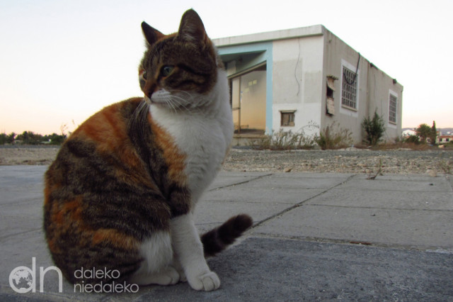 Kot z Cypru