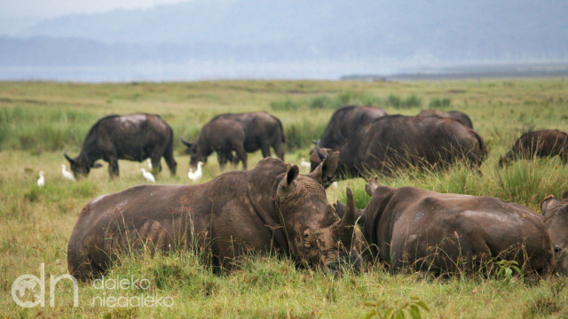 Stado nosorożców i bawoły