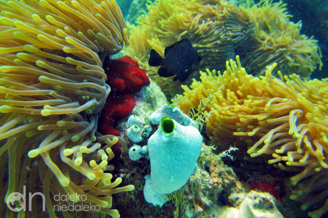 Rafa koralowa w Kenii