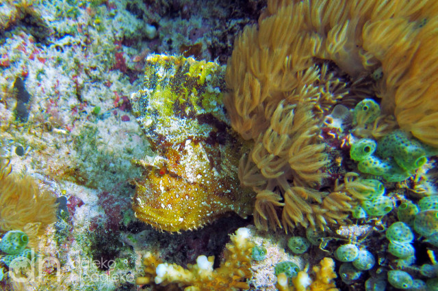 Skorpena liść (leaf scorpionfish)
