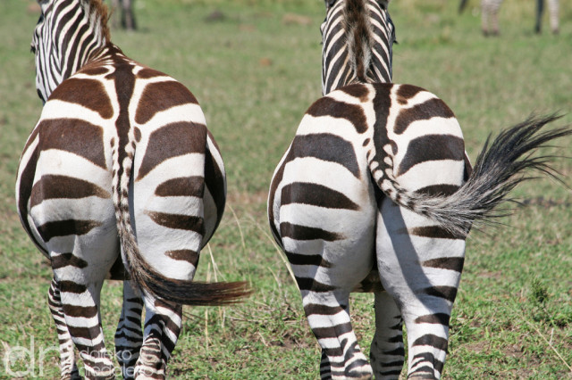 Zebry w Masai Mara