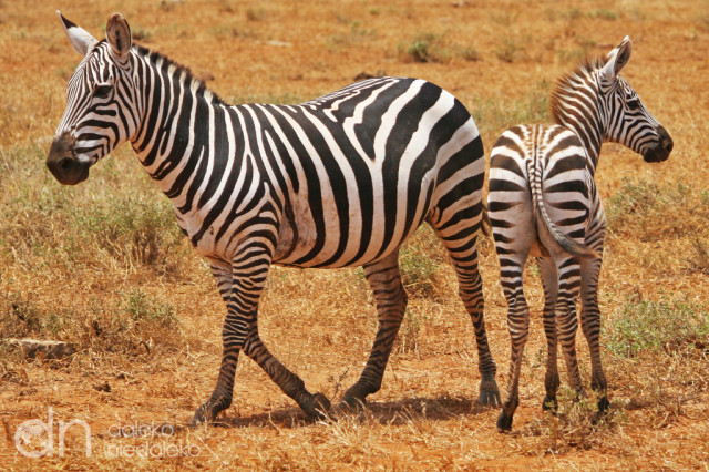 Zebry w Tsavo Wschodnim