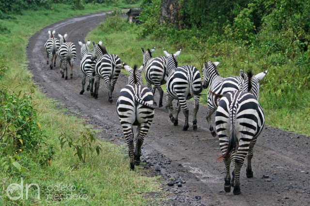 Zebry w Nakuru