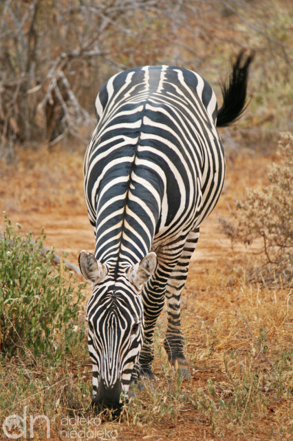 Zebra w Tsavo Wschodnim