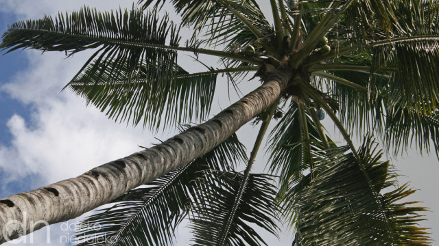 palma kokosowa z pojemnikami na mnazi