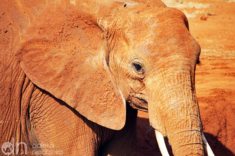 Czerwony słoń z Tsavo