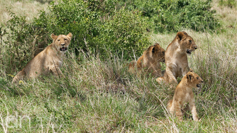 Lwy z Masai Mara