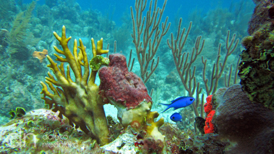 Playa Coral, Kuba