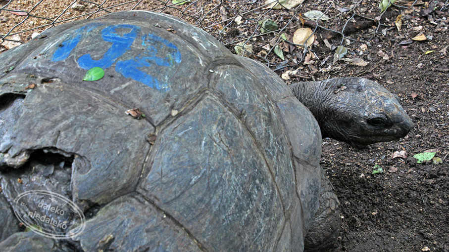 Najstarszy żółw na Prison Island