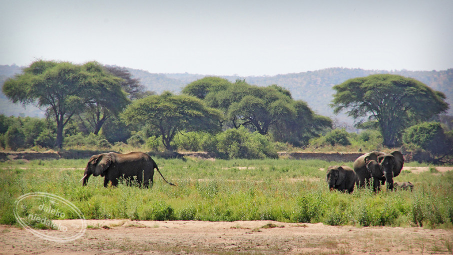 Słonie w Ruaha