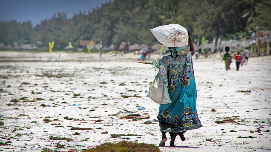 Plantacja alg na Zanzibarze